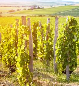 Tokaj-hegyaljai történelmi borvidék kultúrtáj