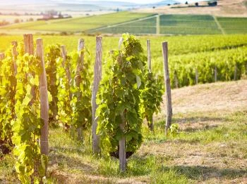 Tokaj-hegyaljai történelmi borvidék kultúrtáj Tokaj