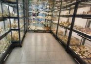 Tokaj - Lepke- és ásványkiállítás