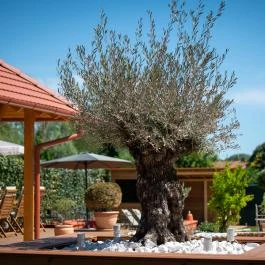 Casa Oliva Tokaj Tokaj - Medence/kert