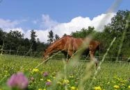 Cseri Kastély Szálloda & Étterem Tótvázsony