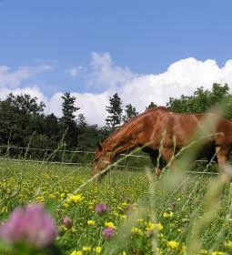 Cseri Kastély Szálloda & Étterem