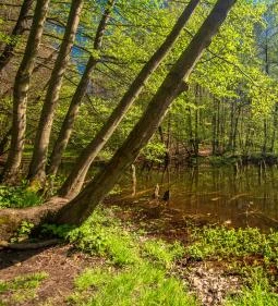 38. legjobb látnivaló: Bakonyi Gyilkos-tó