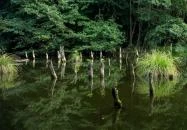 Bakonyi Gyilkos-tó Ugod