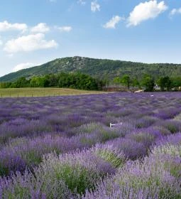 Kevélyhegyi levendulamező