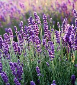 Boldogasszony Levendulás