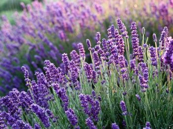 Boldogasszony Levendulás Vasboldogasszony