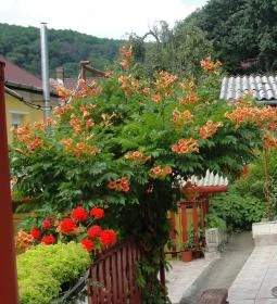 Virágos Vendégház