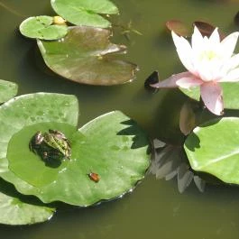 Csinyálóház Velemér - Egyéb