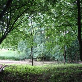 Csinyálóház Velemér - Medence/kert