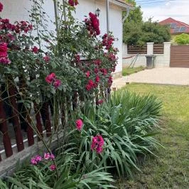 Francesco Apartmanház Velence - Medence/kert