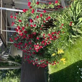 Francesco Apartmanház Velence - Medence/kert