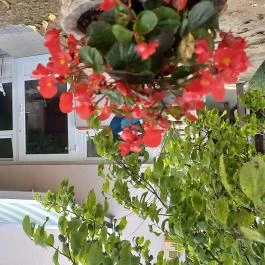 Hanga-lak Velence - Egyéb