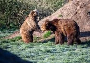 Veresegyház - Veresegyházi Medveotthon