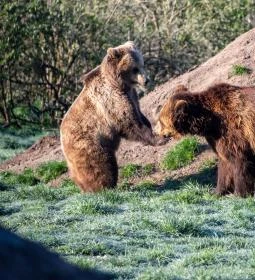 Veresegyházi Medveotthon