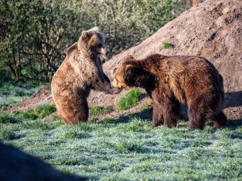 Veresegyházi Medveotthon Veresegyház