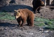 Veresegyházi Medveotthon Veresegyház