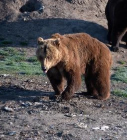 Veresegyházi Medveotthon