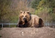 Veresegyházi Medveotthon Veresegyház