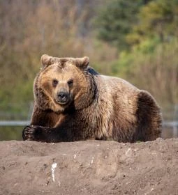 Veresegyházi Medveotthon