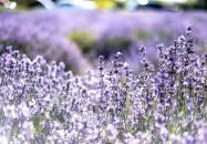 Vértesszőlős - Vértesszőlősi Levendulás