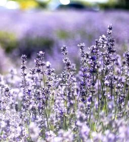 Vértesszőlősi Levendulás