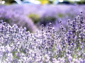 Vértesszőlősi Levendulás Vértesszőlős