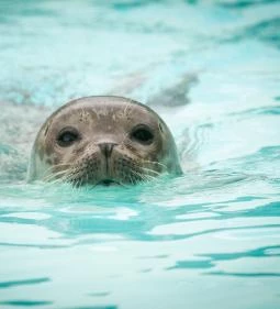 9. legjobb látnivaló: Veszprémi Állatkert