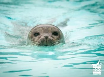 Veszprémi Állatkert Veszprém