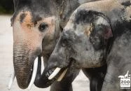 Veszprémi Állatkert Veszprém