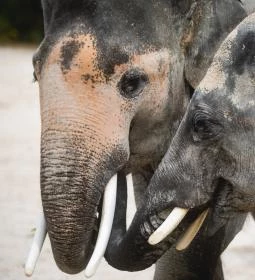 Veszprémi Állatkert