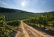 Ördögárok Villány