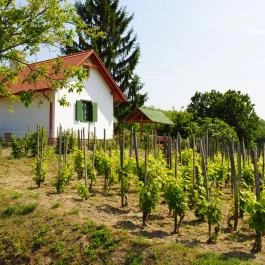 Öreghegyi Apartmanok Vindornyalak - Medence/kert