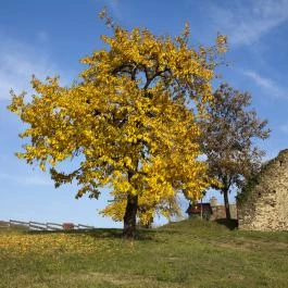 Öreghegyi Apartmanok Vindornyalak - Környék