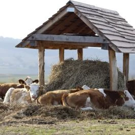 Öreghegyi Apartmanok Vindornyalak - Egyéb