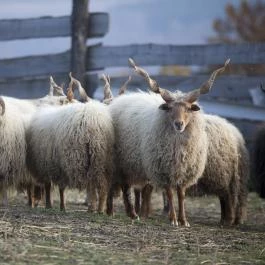 Öreghegyi Apartmanok Vindornyalak - Egyéb