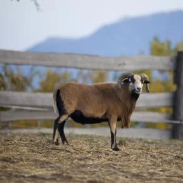 Öreghegyi Apartmanok Vindornyalak - Egyéb