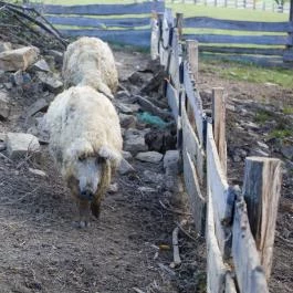 Öreghegyi Apartmanok Vindornyalak - Egyéb
