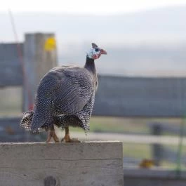 Öreghegyi Apartmanok Vindornyalak - Egyéb