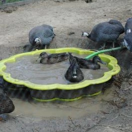 Öreghegyi Apartmanok Vindornyalak - Egyéb