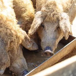 Öreghegyi Apartmanok Vindornyalak - Egyéb