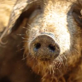 Öreghegyi Apartmanok Vindornyalak - Egyéb