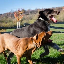 Öreghegyi Apartmanok Vindornyalak - Egyéb