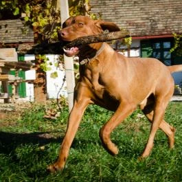 Öreghegyi Apartmanok Vindornyalak - Egyéb