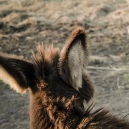 Öreghegyi Apartmanok Vindornyalak - Egyéb