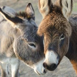 Öreghegyi Apartmanok Vindornyalak - Egyéb