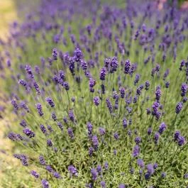 Öreghegyi Apartmanok Vindornyalak - Medence/kert