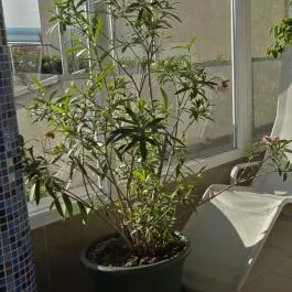 Zenit Hotel Balaton Vonyarcvashegy - Wellness