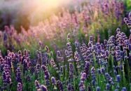 Zagyvaszántó - Romhányi Balu levendula farm