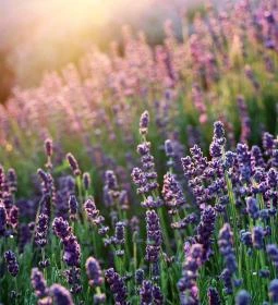 Romhányi Balu levendula farm